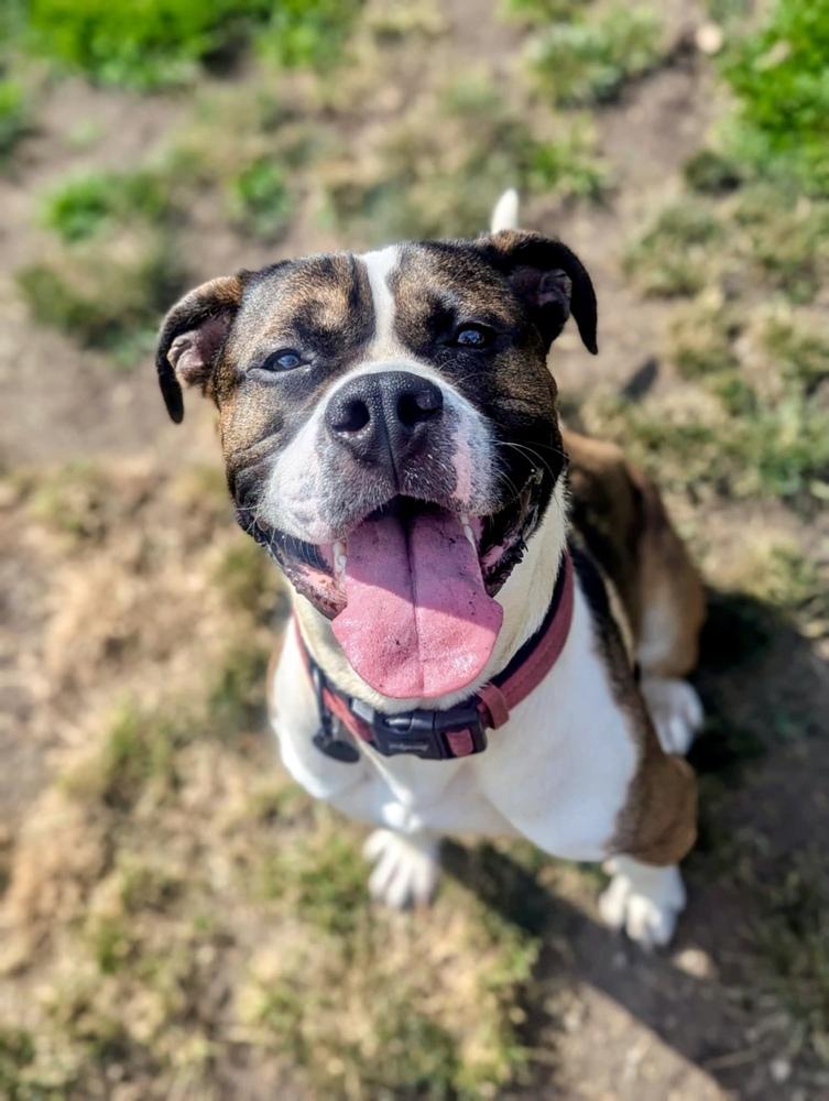 Enlarge Buddy, a Adoptable mixed breed in Grand Rapids, MI image 1/6