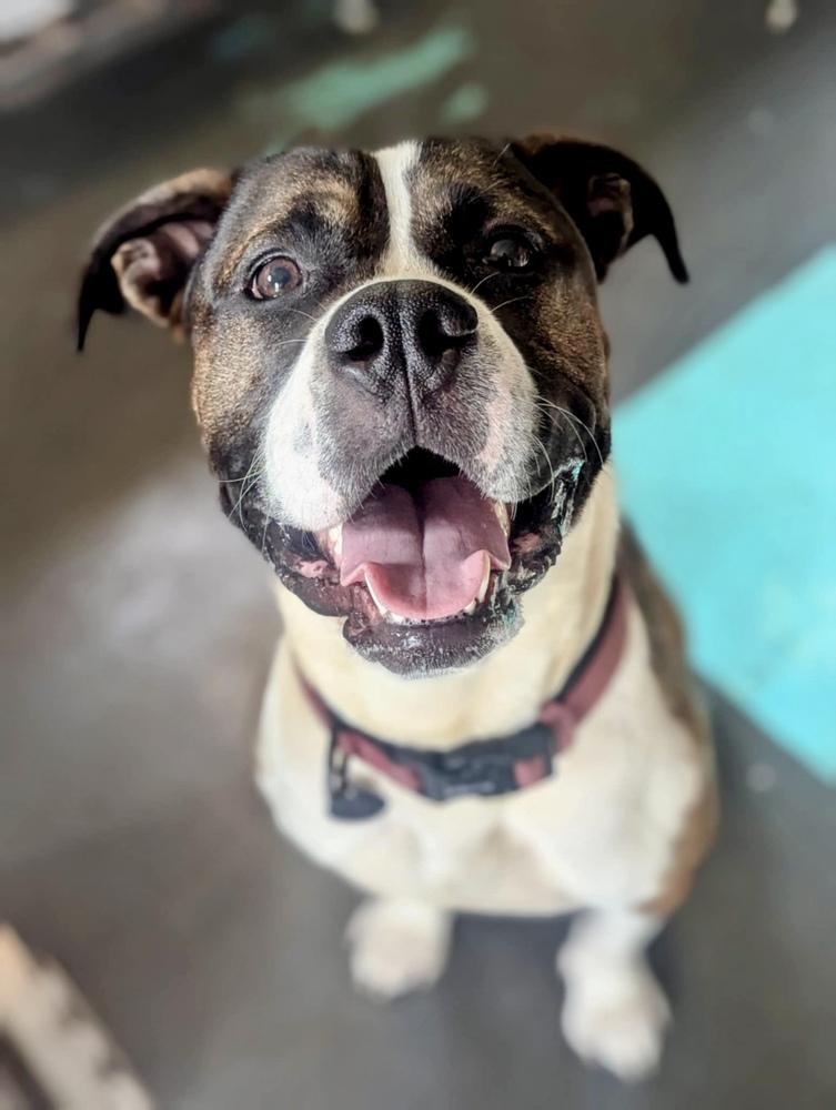 Enlarge Buddy, a Adoptable mixed breed in Grand Rapids, MI image 2/6