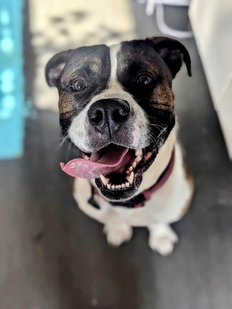 Enlarge Buddy, a Adoptable mixed breed in Grand Rapids, MI image 3/6