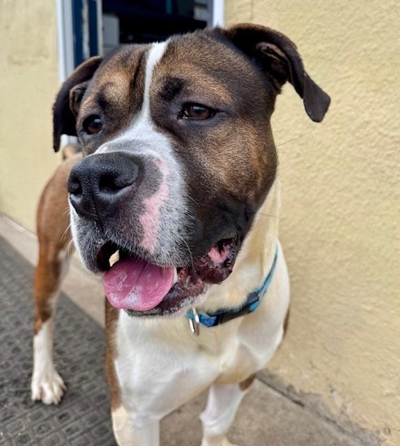 Enlarge Buddy, a Adoptable mixed breed in Grand Rapids, MI image 4/6