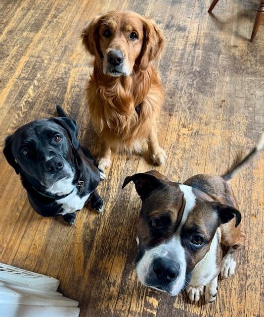 Enlarge Buddy, a Adoptable mixed breed in Grand Rapids, MI image 5/6