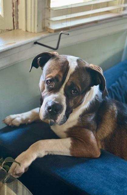 Enlarge Buddy, a Adoptable mixed breed in Grand Rapids, MI image 6/6