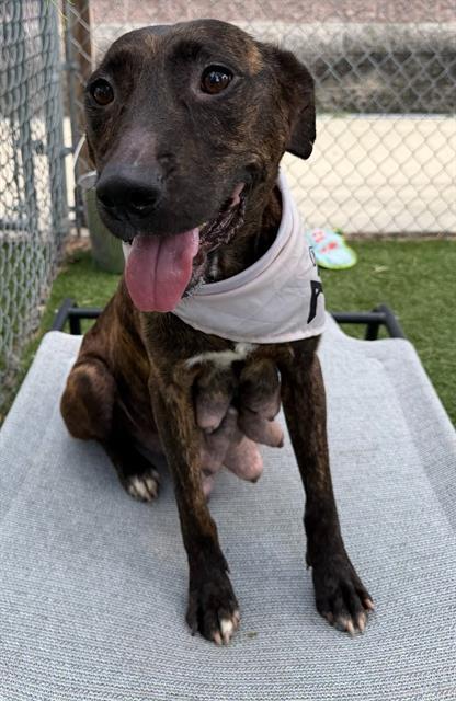 BLUEBELL, Adoptable, Adult Female Mixed Breed.