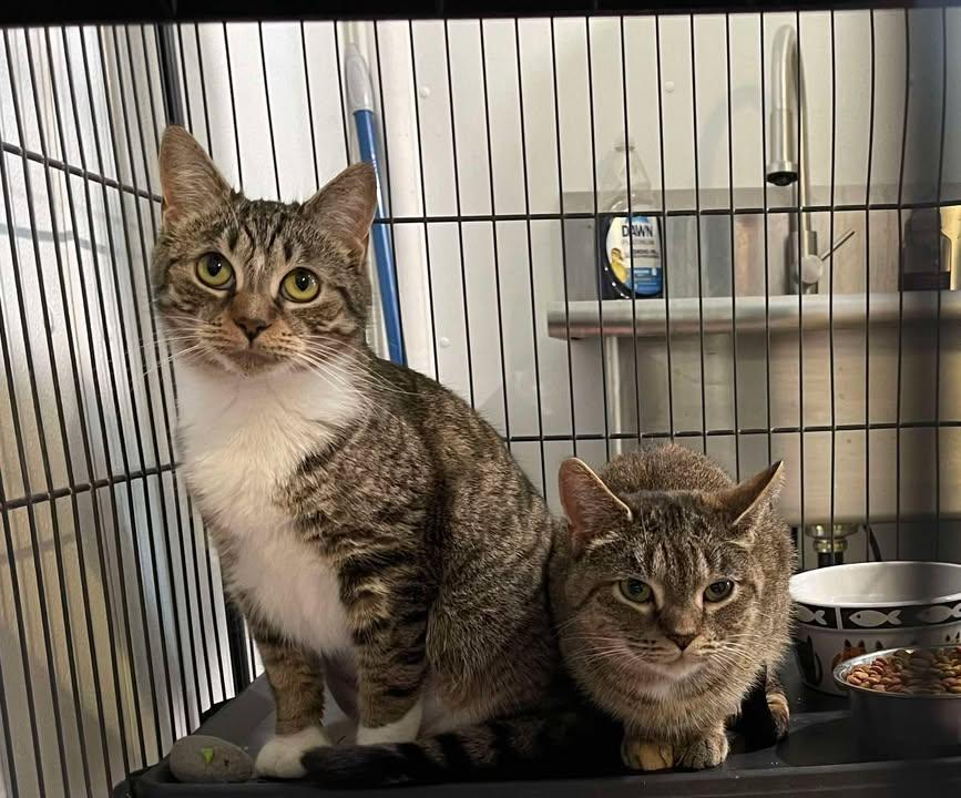 Enlarge Ghirardelli , a ADOPTABLE Domestic Short Hair in Winthrop, ME image 2/2