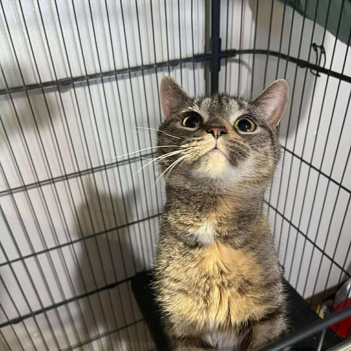 Enlarge Ghirardelli , a ADOPTABLE Domestic Short Hair in Winthrop, ME image 1/2