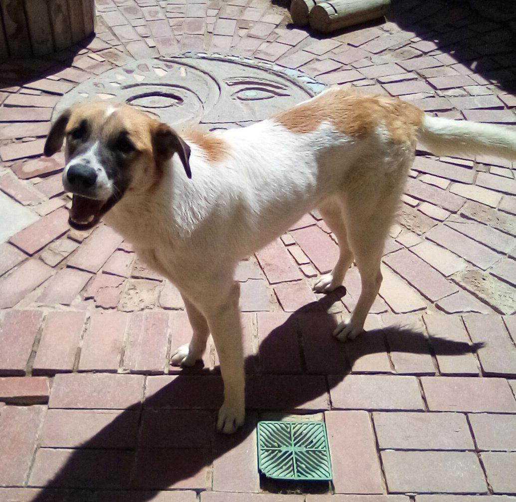 Irish, a Adoptable mixed breed in Apple Valley, CA image 2/6