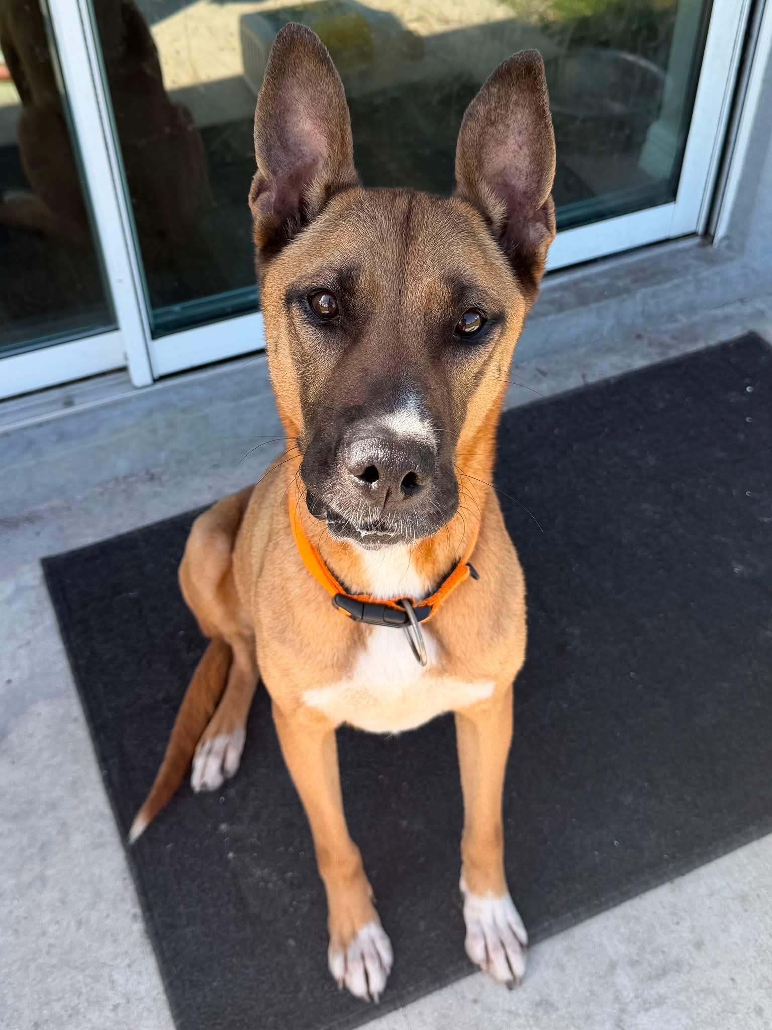 Enlarge Vinny, a Adopted mixed breed in ESTERO, FL image 1/1
