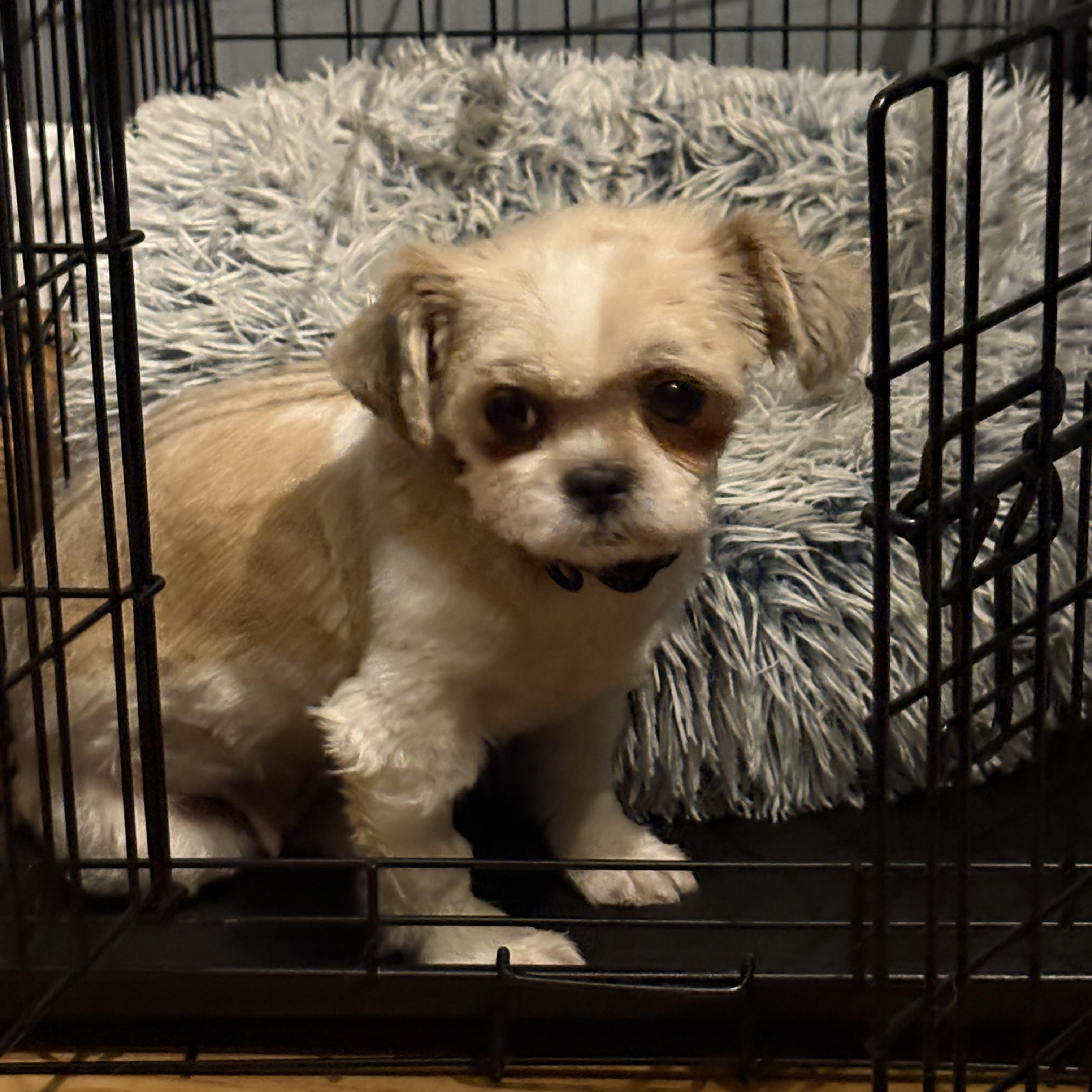 Enlarge Pudge, a Adoptable Shih Tzu in Brunswick, ME image 1/3