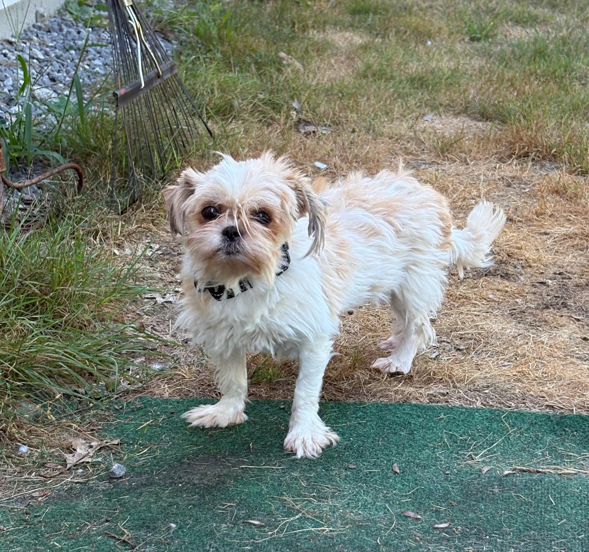 Enlarge Pudge, a ADOPTABLE Shih Tzu in Brunswick, ME image 1/1