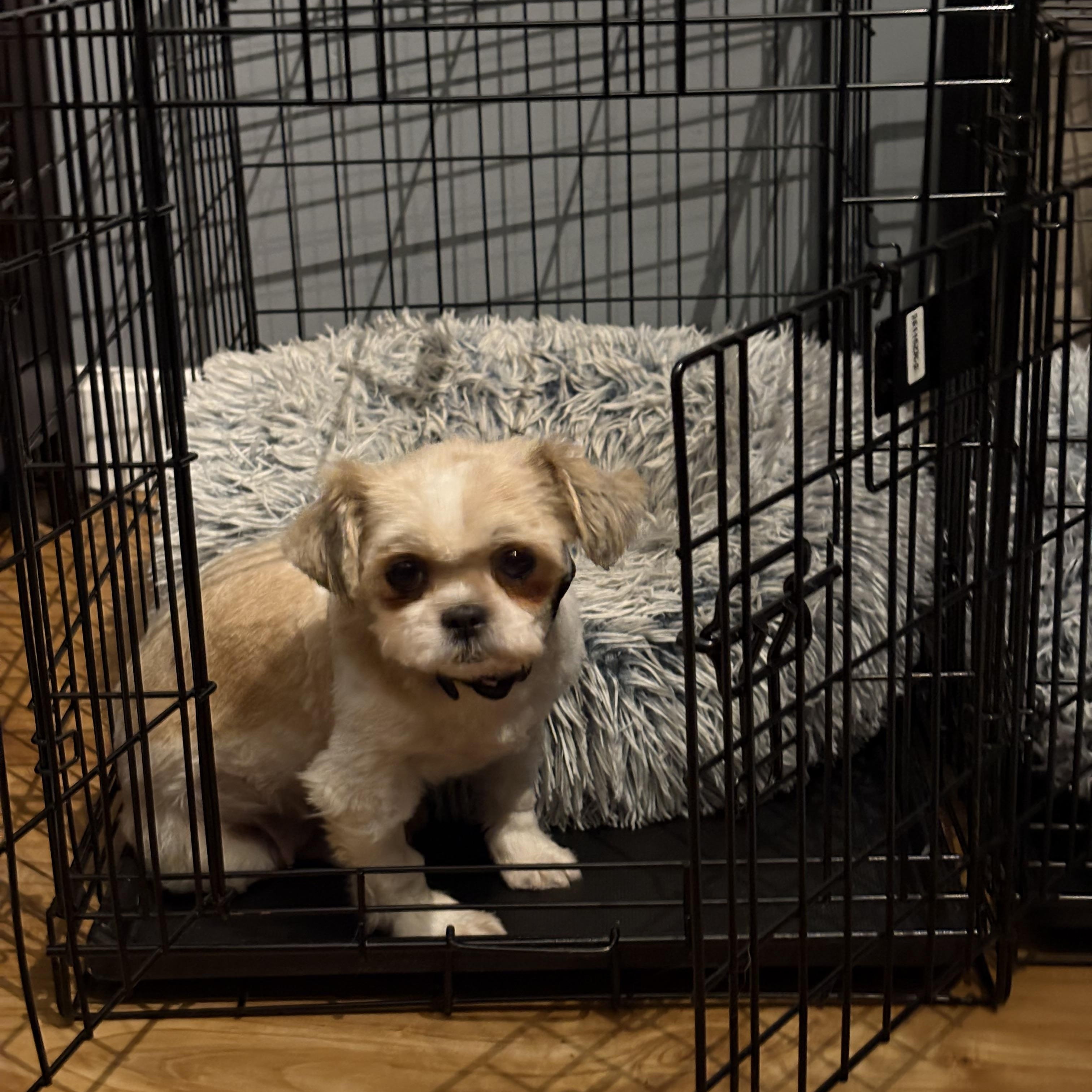 Enlarge Pudge, a Adoptable Shih Tzu in Brunswick, ME image 2/3