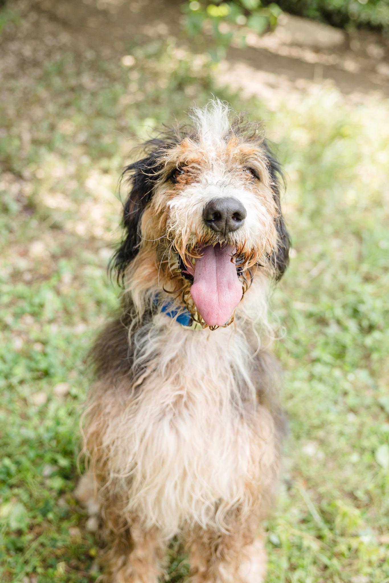 Grover, an adoptable Bernedoodle in Newburgh, IN, 47630 | Photo Image 1