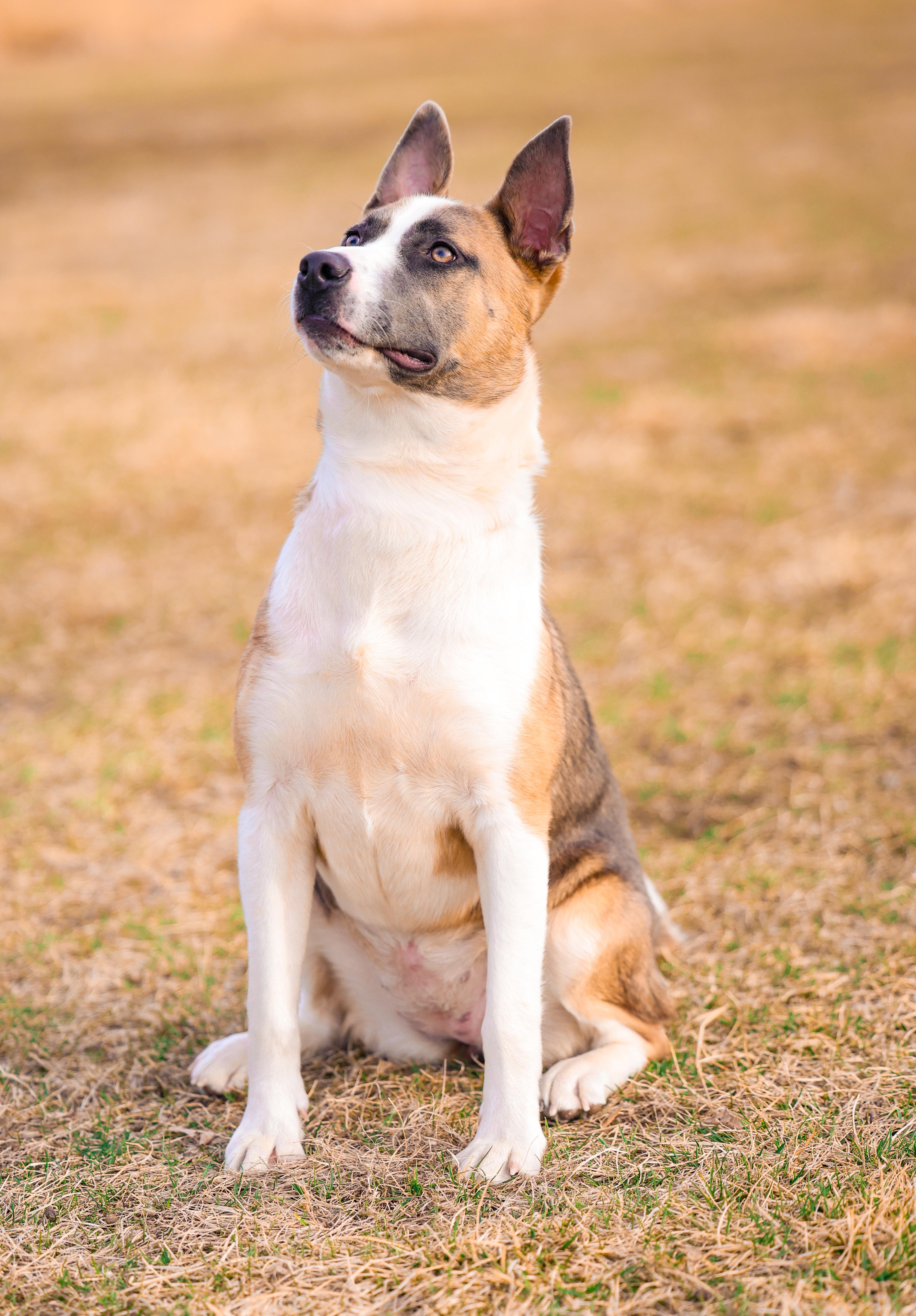 Enlarge Klyxx, a Adoptable mixed breed in Sioux Falls, SD image 1/6