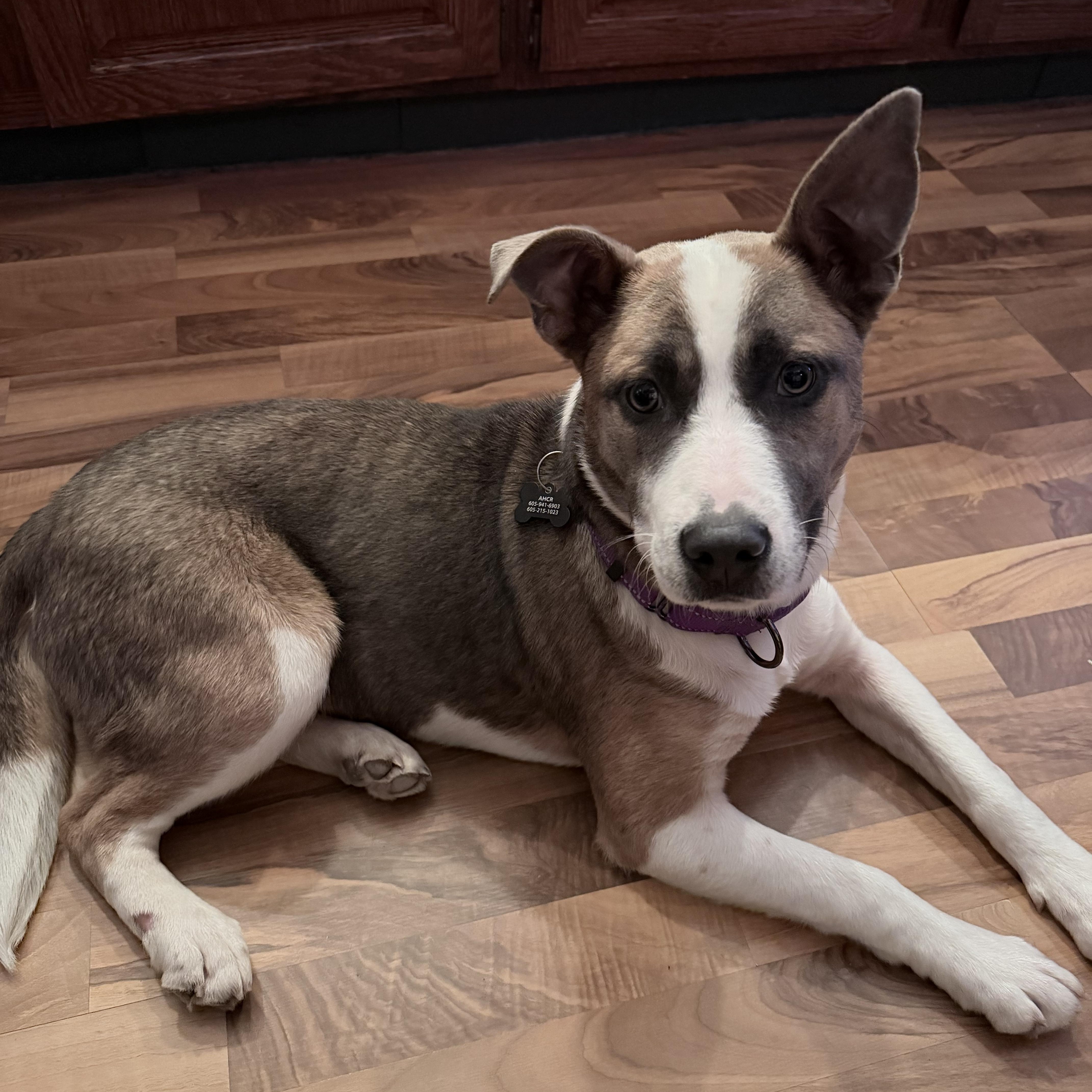 Enlarge Klyxx, a Adoptable mixed breed in Sioux Falls, SD image 4/6