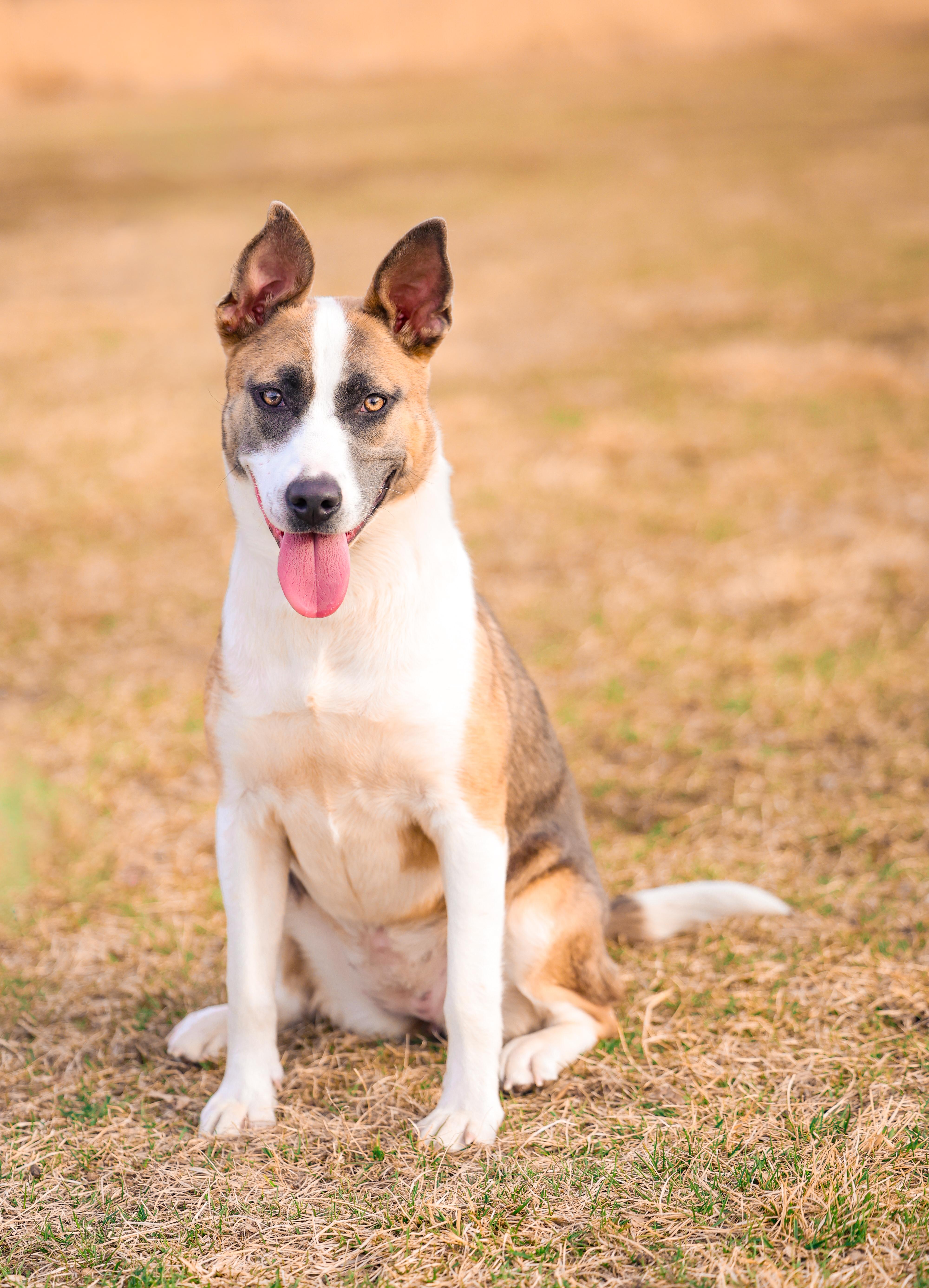 Enlarge Klyxx, a Adoptable mixed breed in Sioux Falls, SD image 2/6