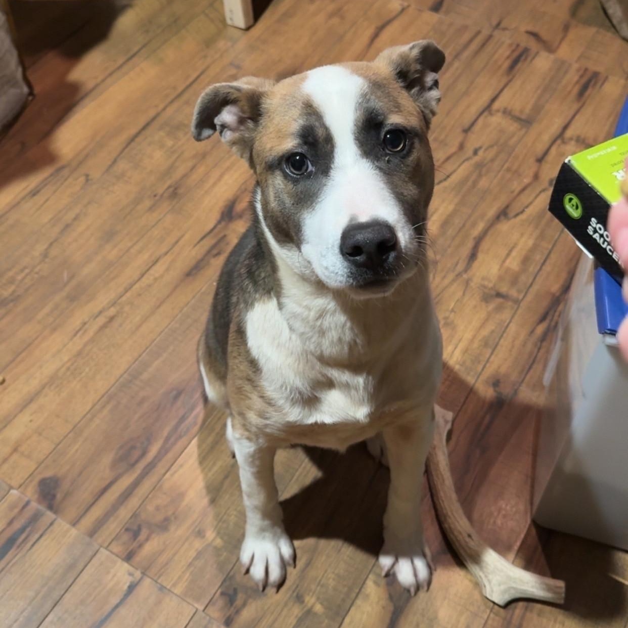 Enlarge Klyxx, a Adoptable mixed breed in Sioux Falls, SD image 3/6