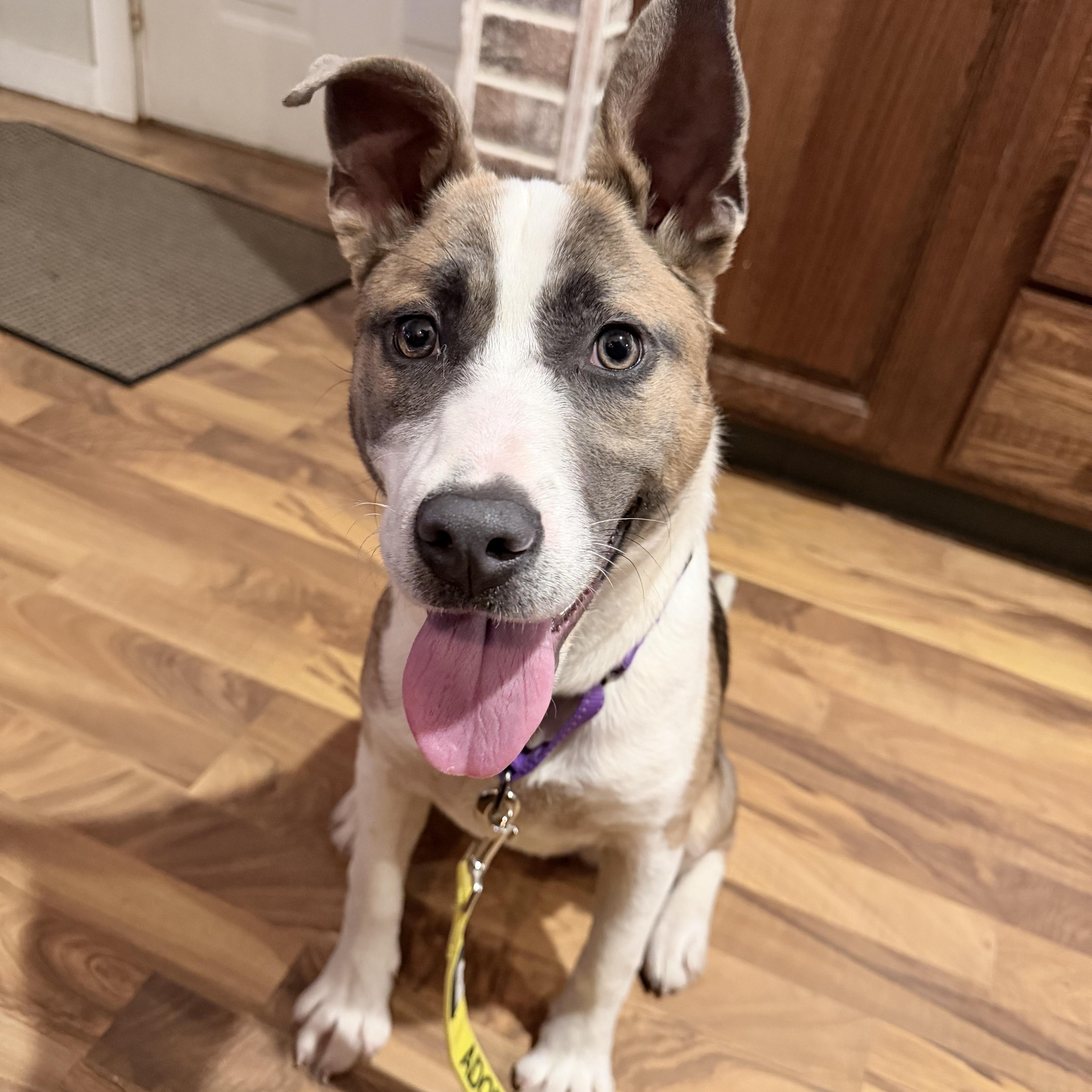 Klyxx — thumbnail 4