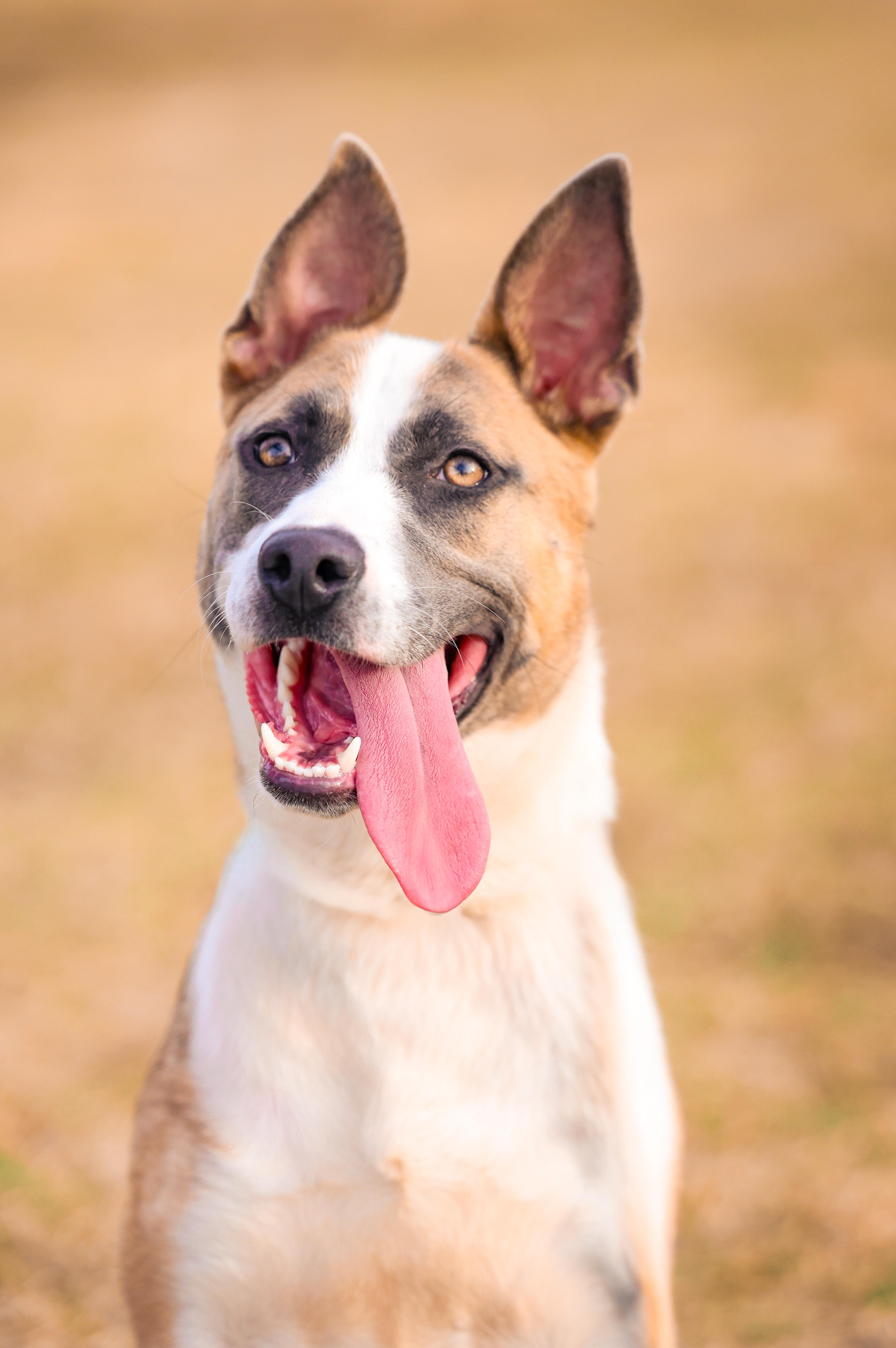 Enlarge Klyxx, a Adoptable mixed breed in Sioux Falls, SD image 6/6