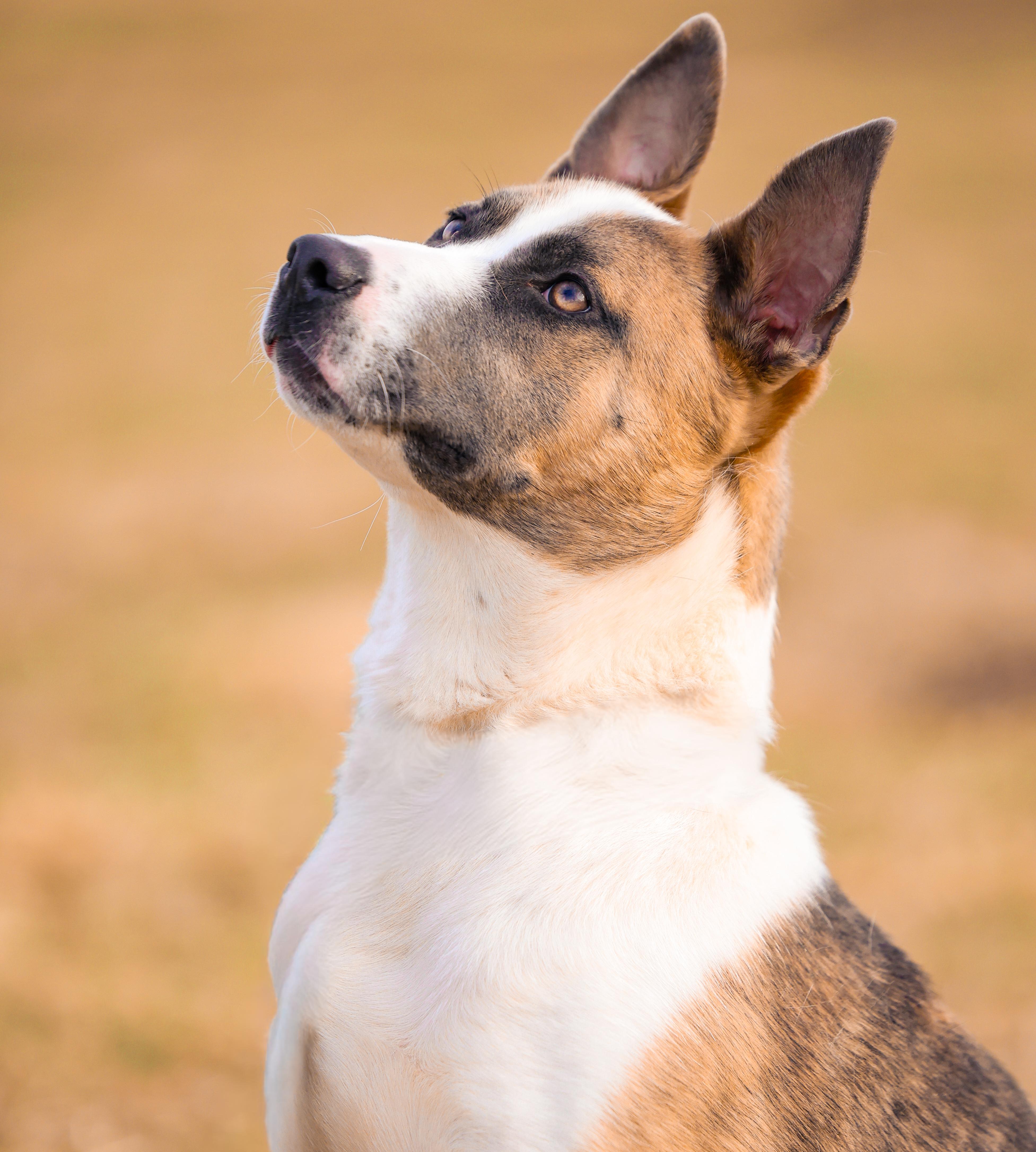 Enlarge Klyxx, a Adoptable mixed breed in Sioux Falls, SD image 5/6