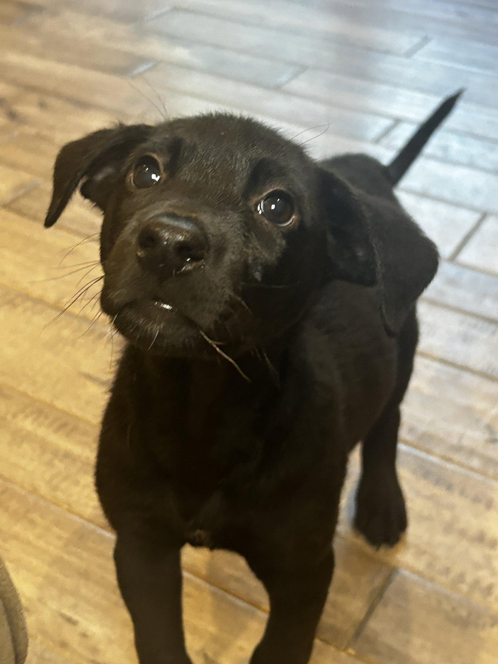 Mack, Adoptable, Puppy Male Labrador Retriever.