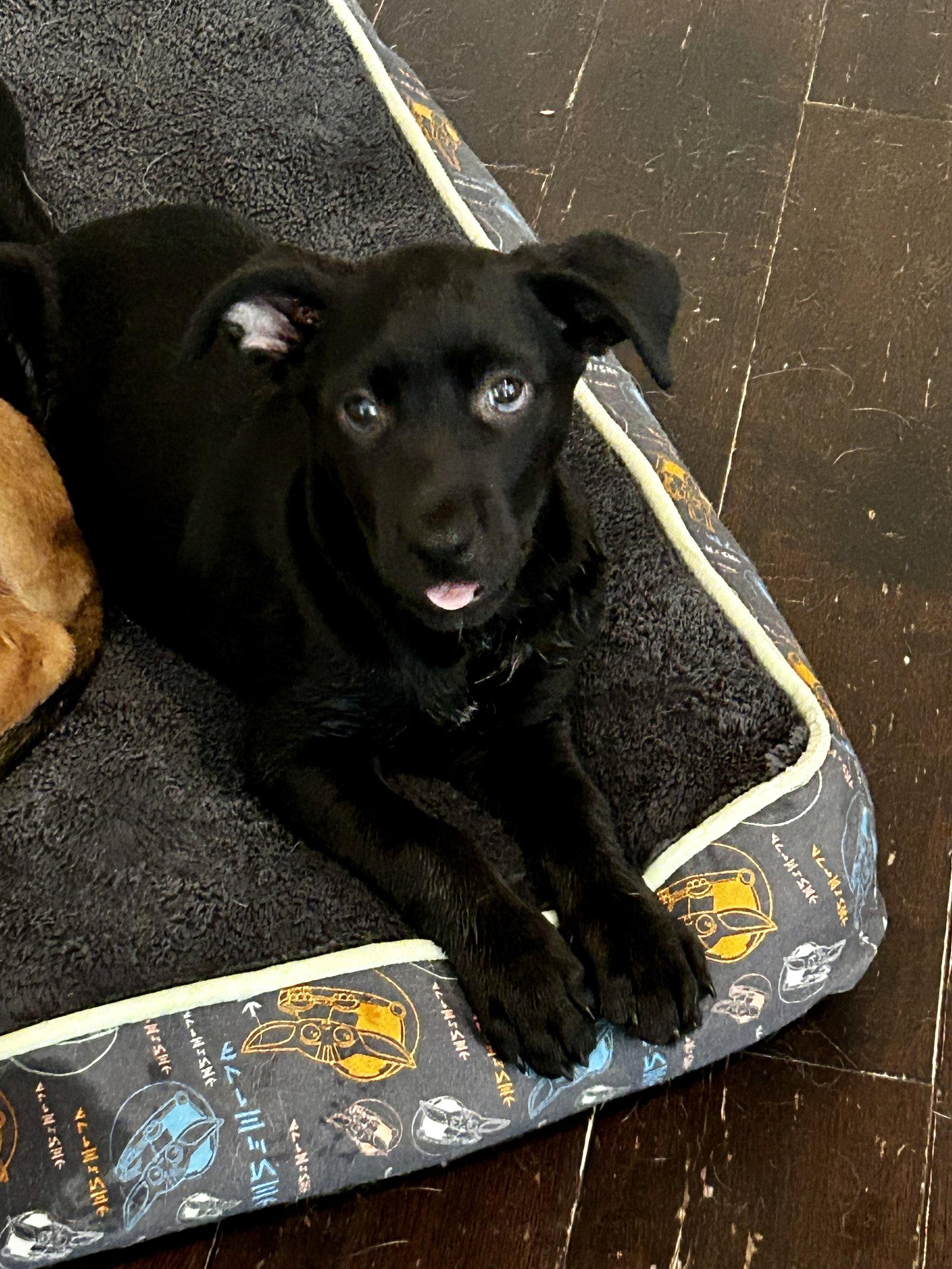 Enlarge Mack, a Adoptable Labrador Retriever in Barnhart, MO image 2/3