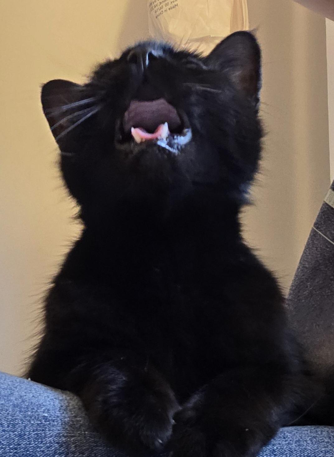 Shelby, Adoptable, Adult Female Domestic Short Hair.