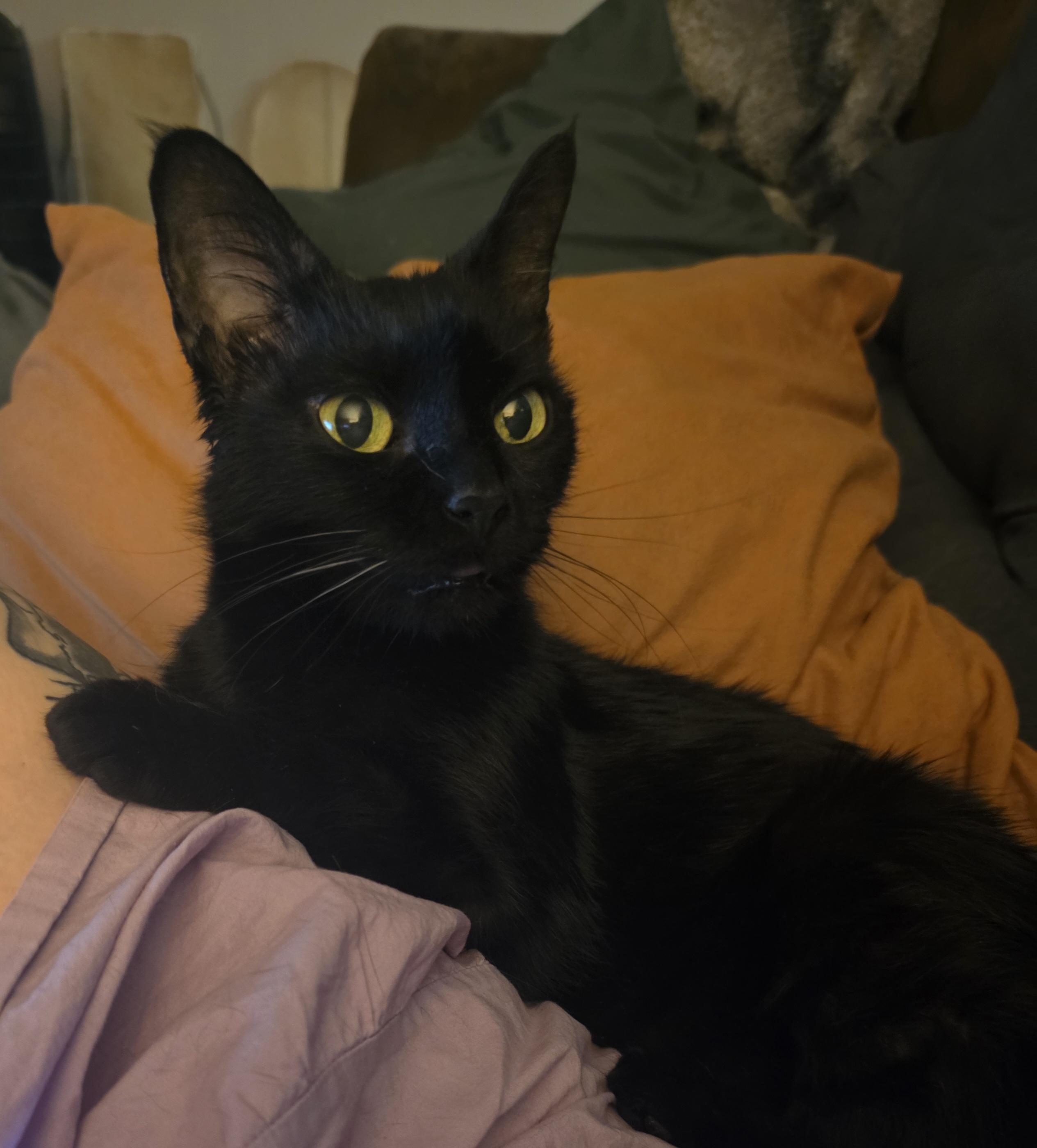 Enlarge Shelby, a Adoptable Domestic Short Hair in Jamesville, NY image 2/6