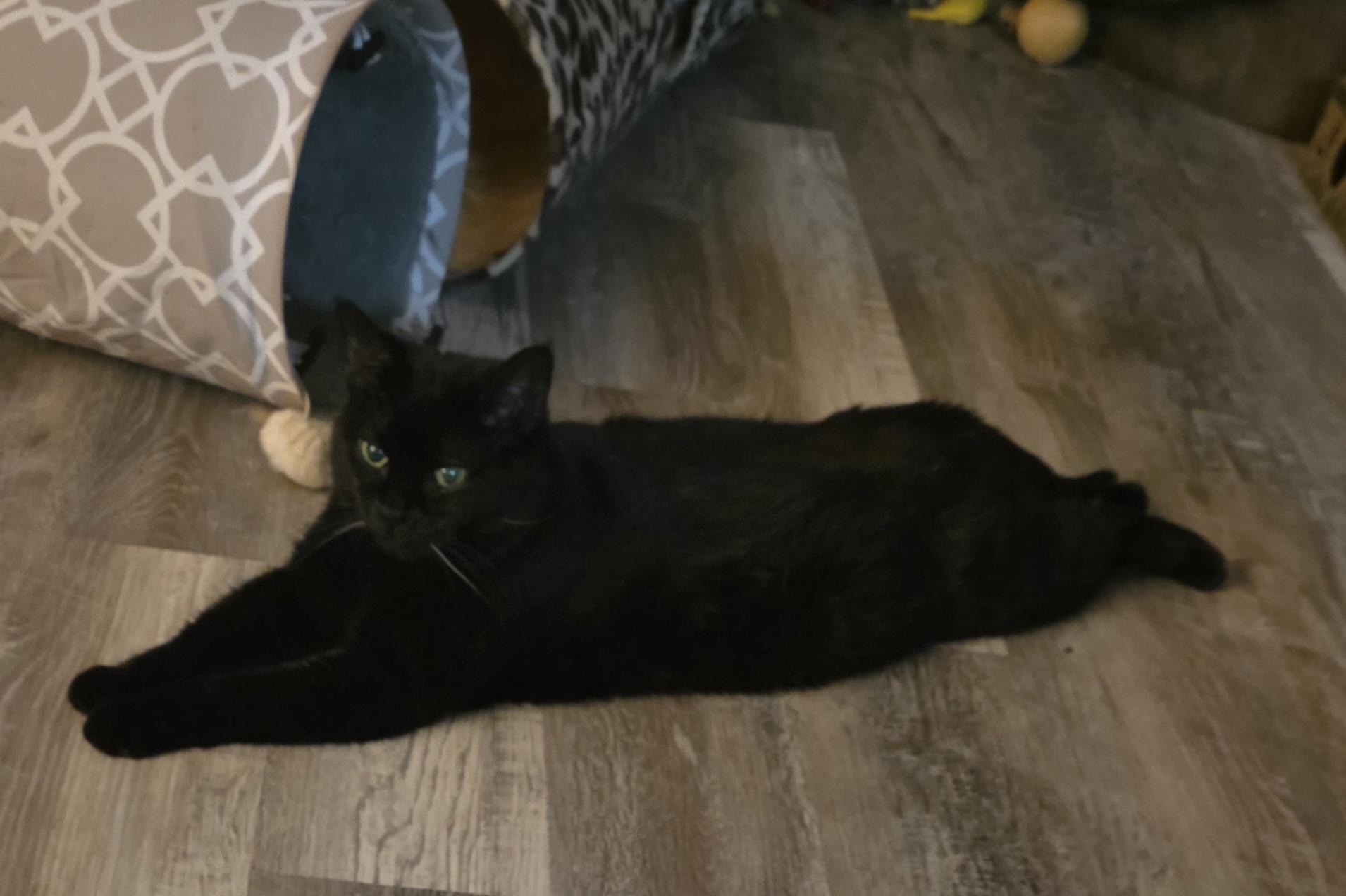 Shelby, Adoptable, Adult Female Domestic Short Hair.