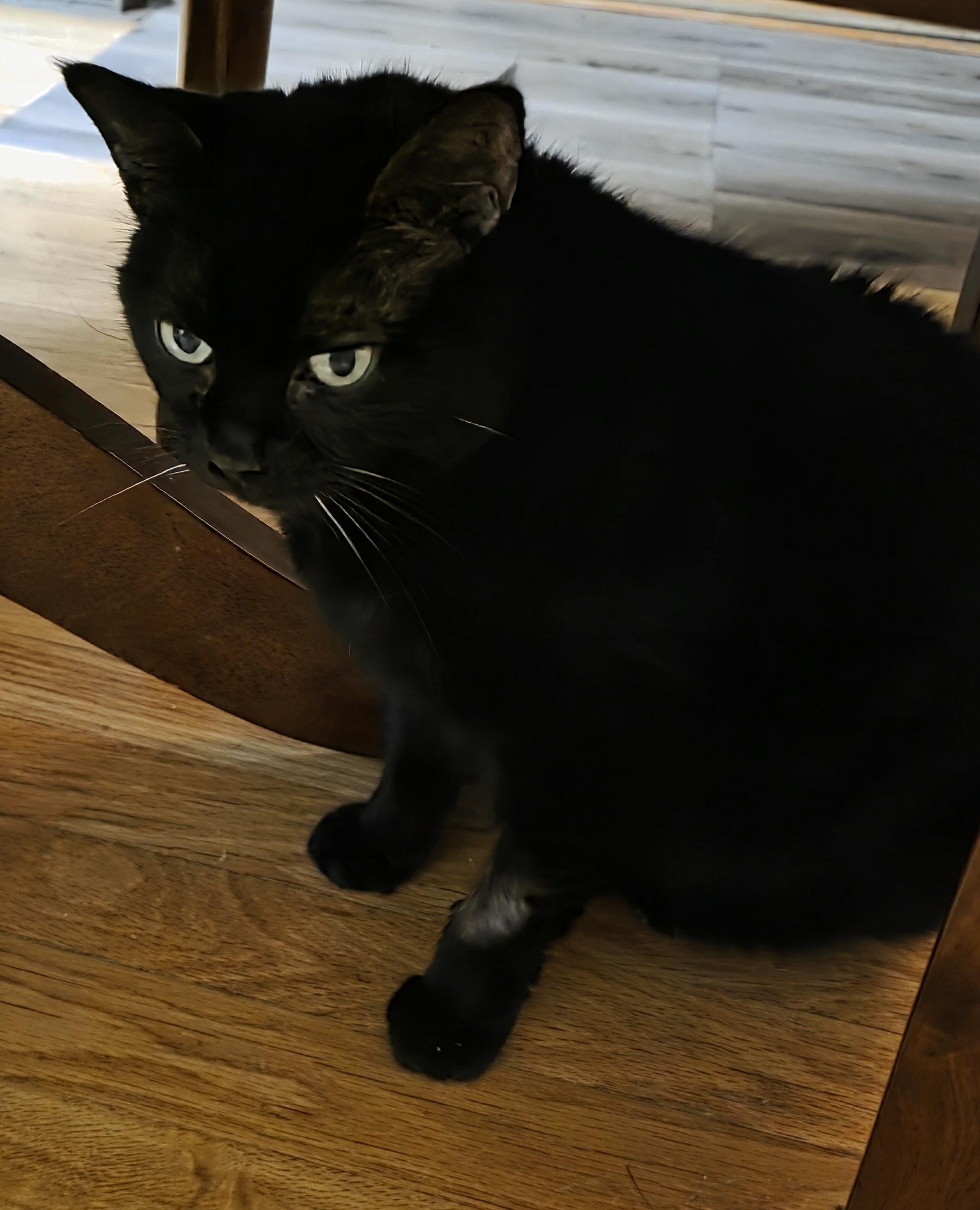 Enlarge Shelby, a Adoptable Domestic Short Hair in Jamesville, NY image 1/6