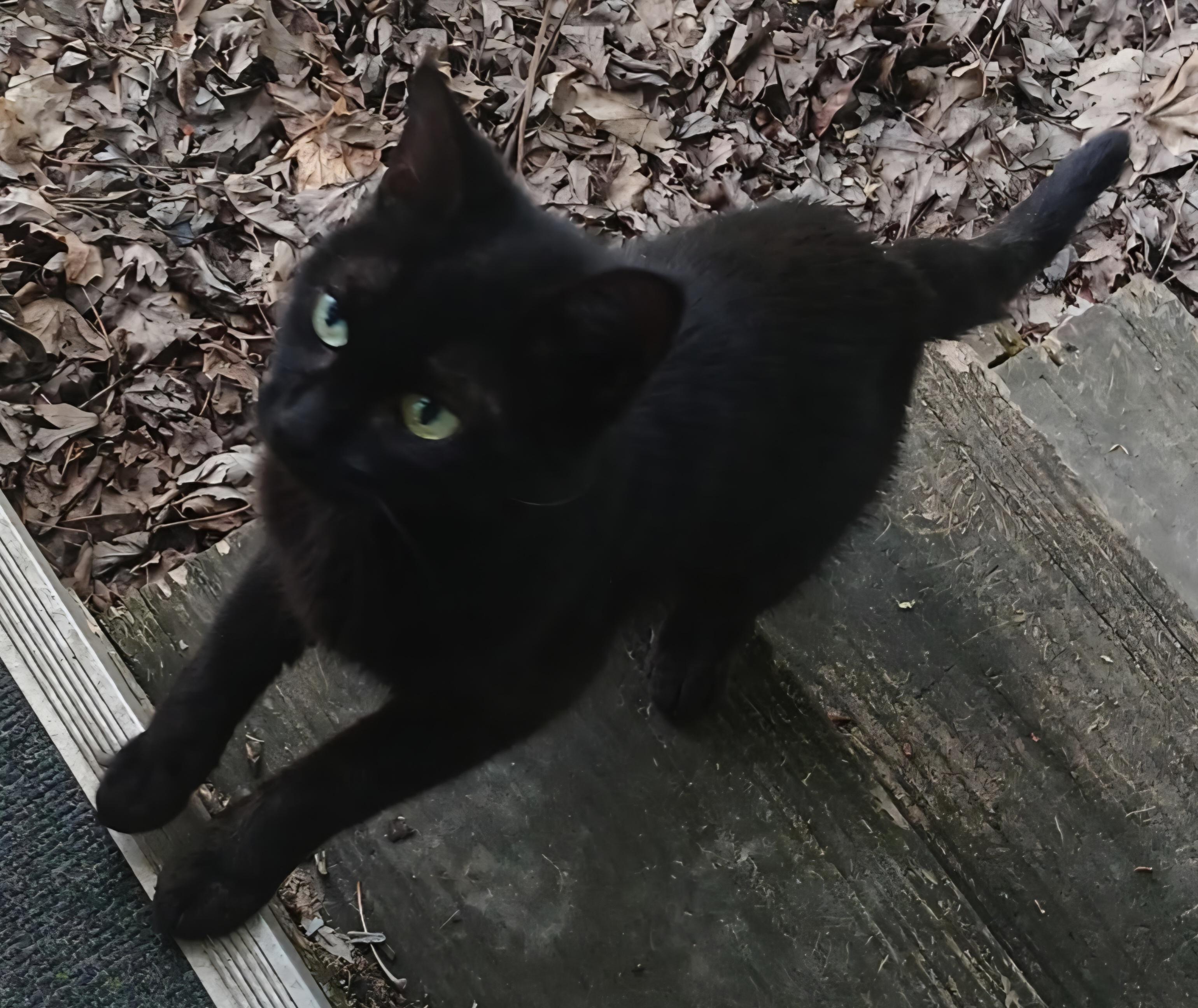 Enlarge Shelby, a Adoptable Domestic Short Hair in Jamesville, NY image 4/6