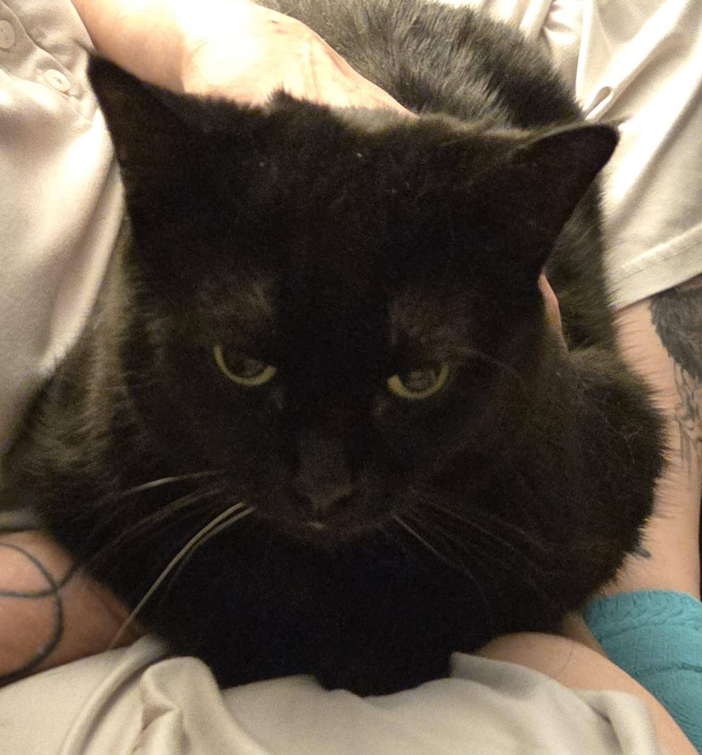 Shelby, Adoptable, Adult Female Domestic Short Hair.