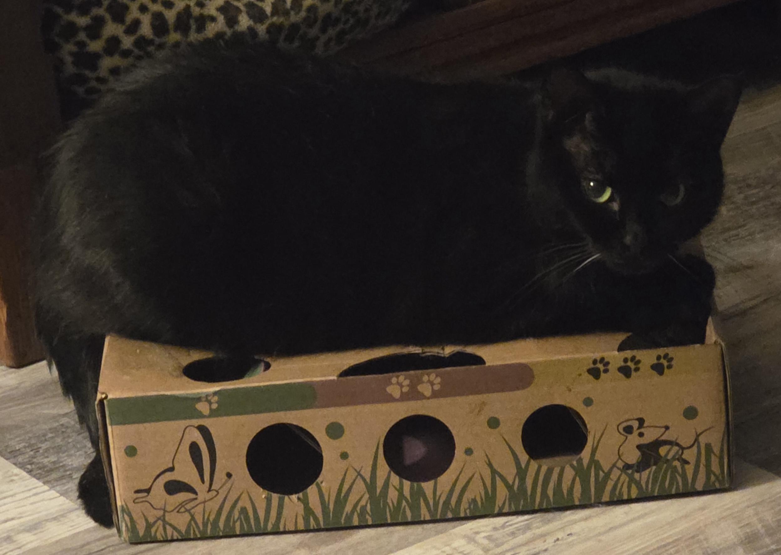 Shelby, Adoptable, Adult Female Domestic Short Hair.