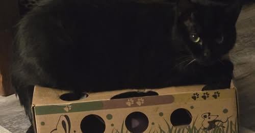 Enlarge Shelby, a Adoptable Domestic Short Hair in Jamesville, NY image 3/6