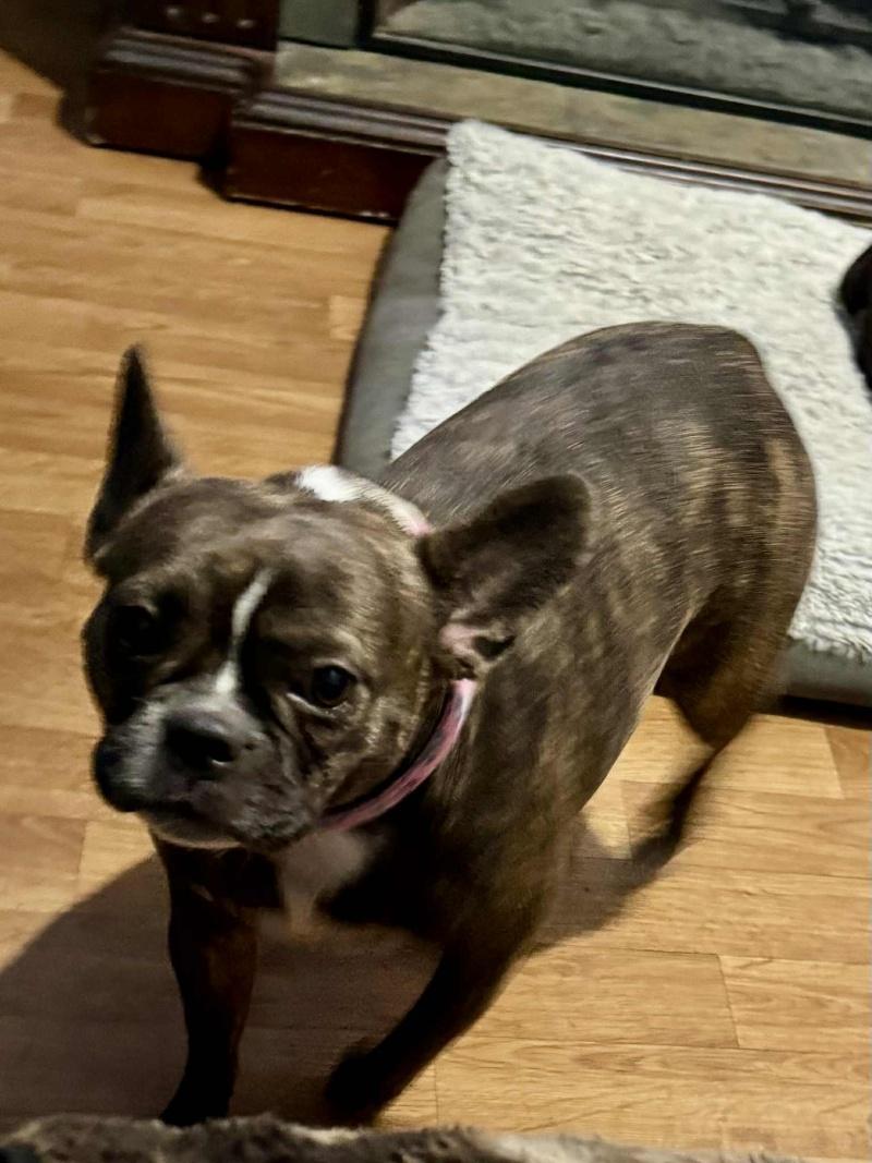 Enlarge Meka - COURTESY Post, an adoption pending mixed breed in Bancroft, ON image 2/3