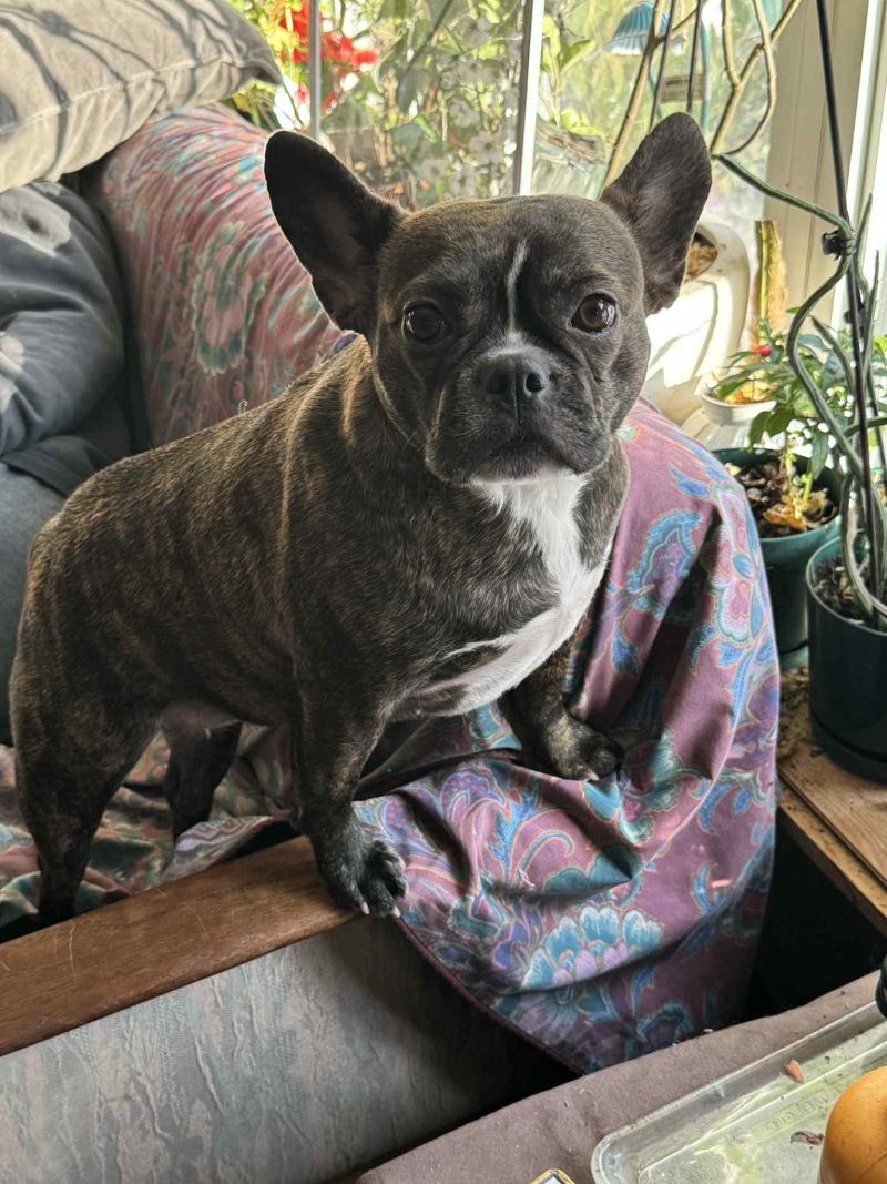Meka - COURTESY Post, ADOPTABLE, Adult Female French Bulldog & Boston Terrier.