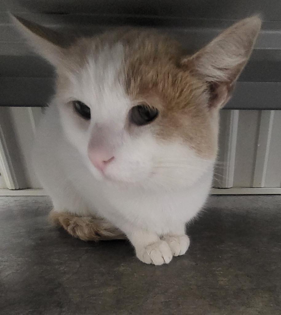 Goose, Adoptable, Adult Male Domestic Short Hair.