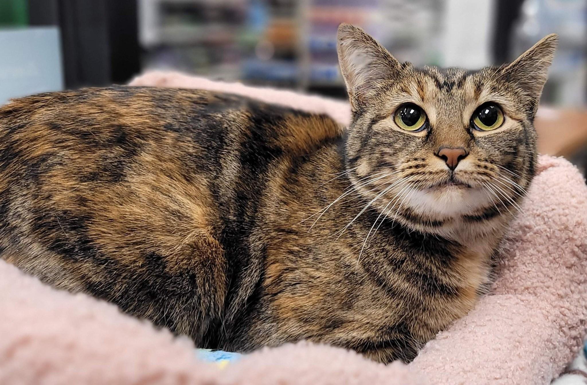 Jenny, Adopted, Young Female Domestic Short Hair.