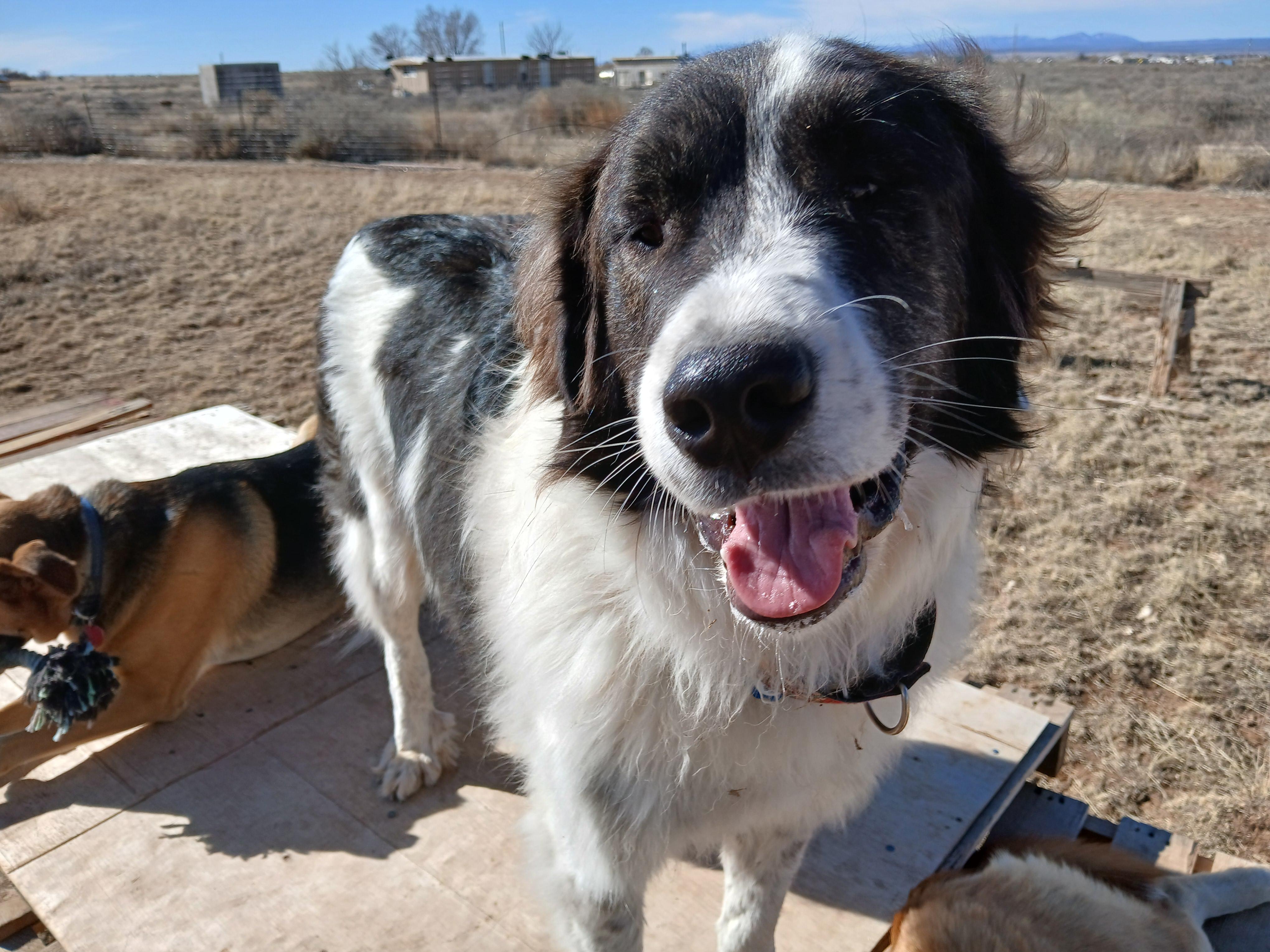 Enlarge Pecos, a ADOPTABLE mixed breed in Moriarty, NM image 2/4