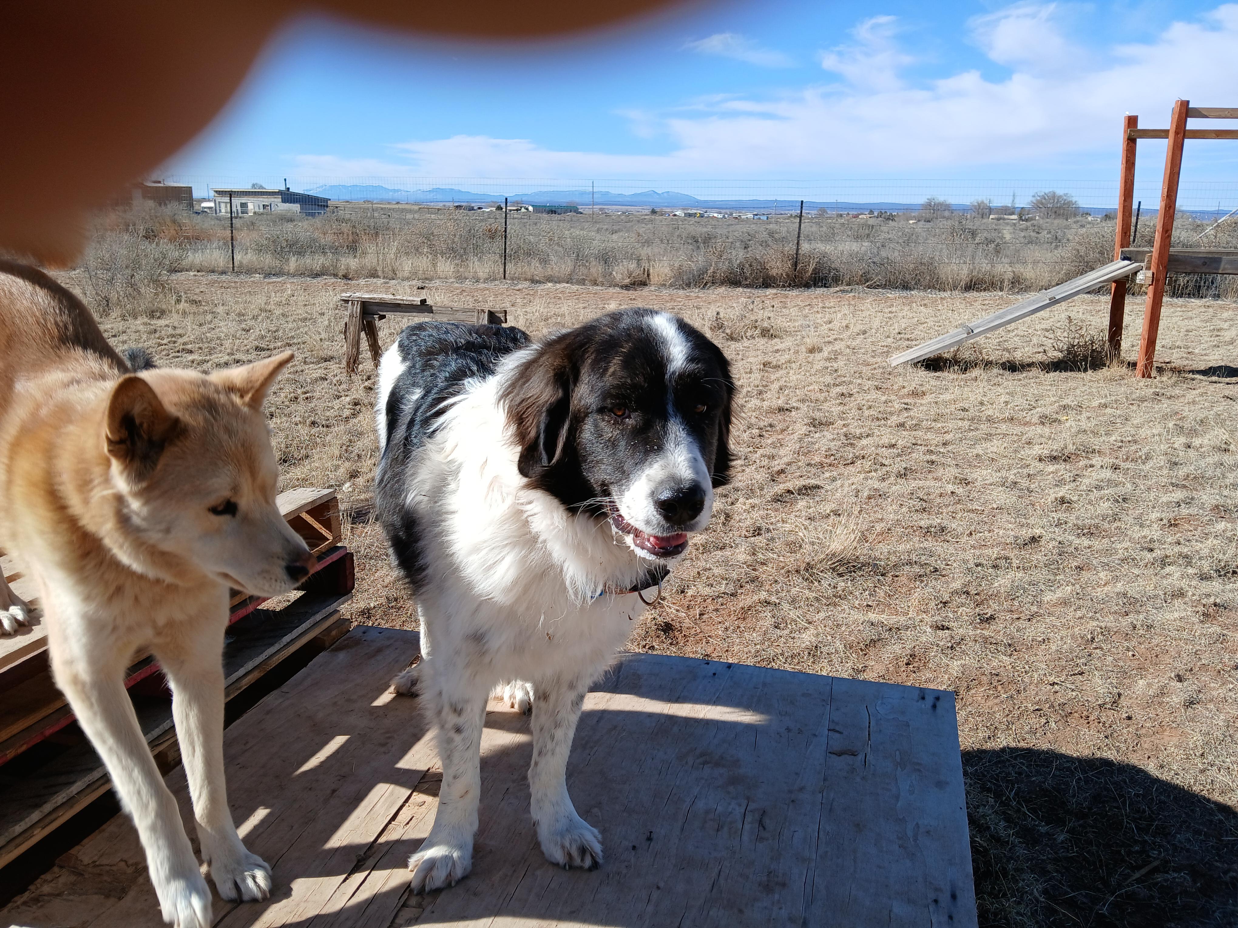 Enlarge Pecos, a ADOPTABLE mixed breed in Moriarty, NM image 4/4