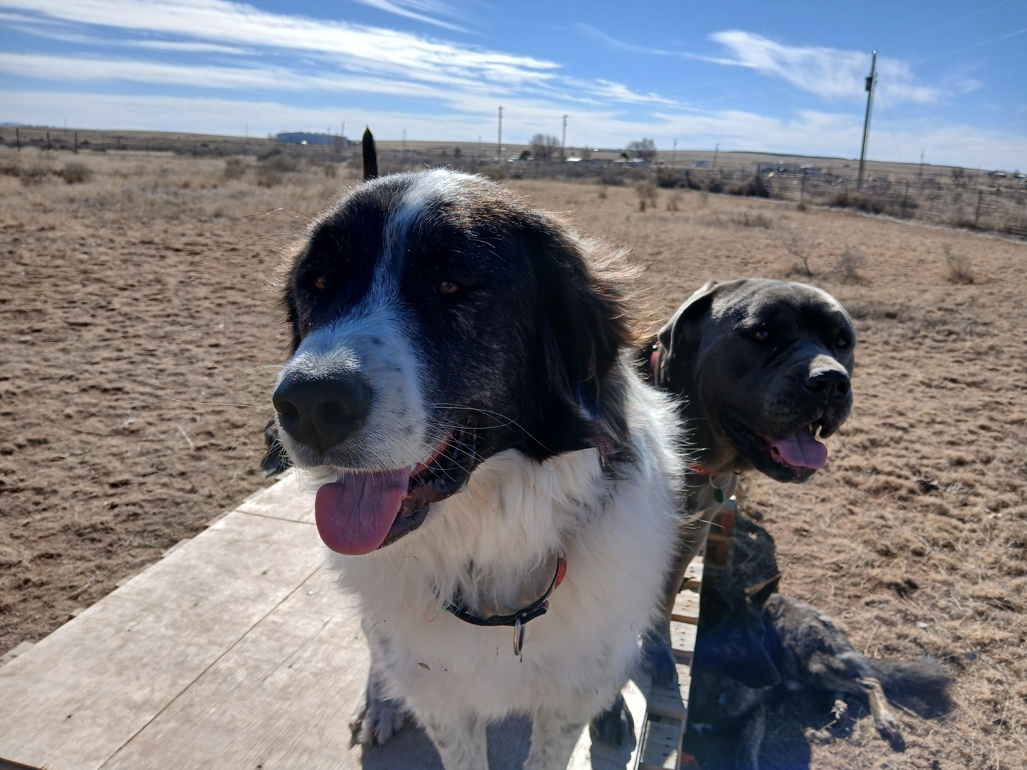 Pecos, ADOPTABLE, Young Male Great Pyrenees.