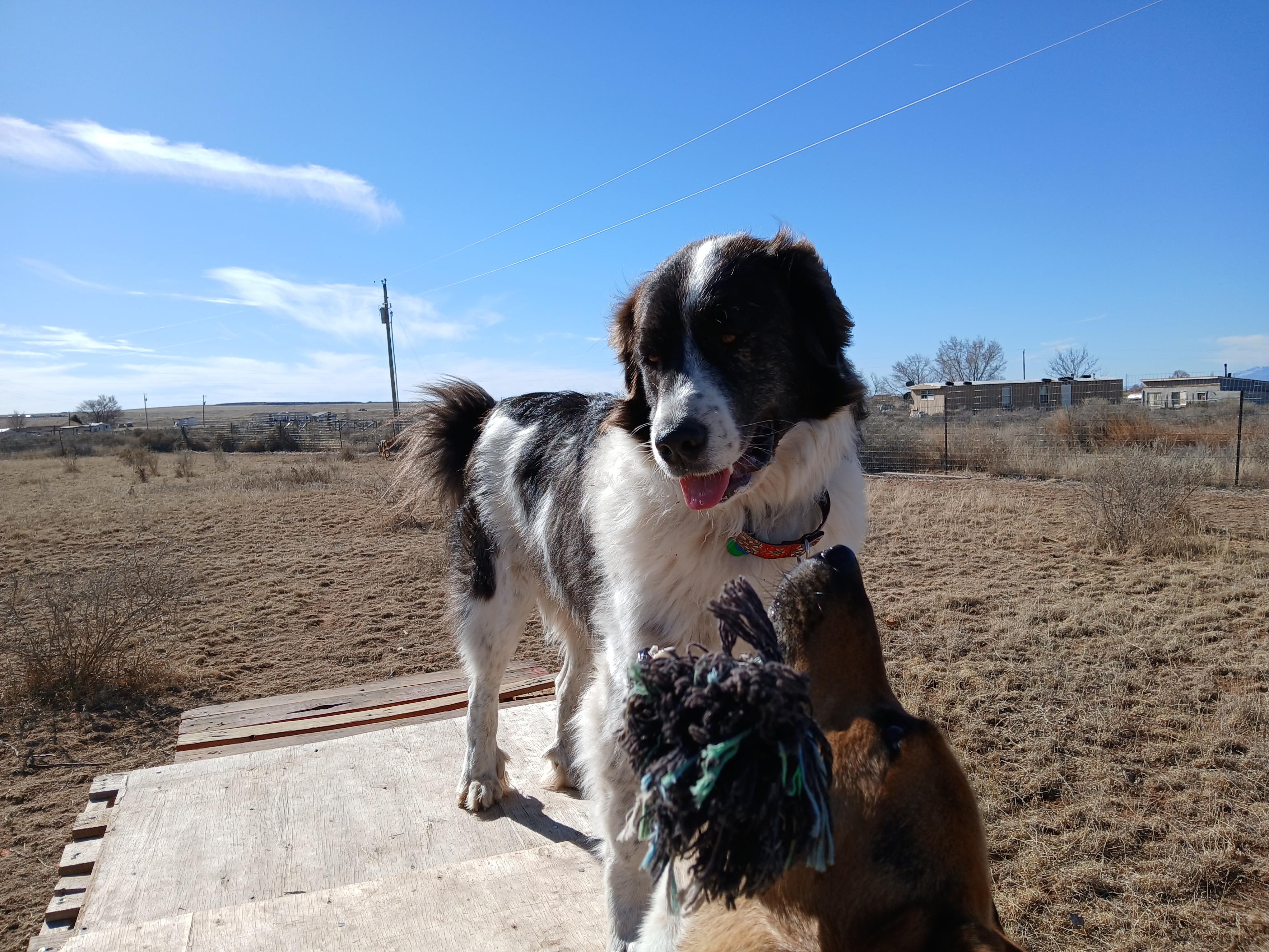 Enlarge Pecos, a ADOPTABLE mixed breed in Moriarty, NM image 3/4