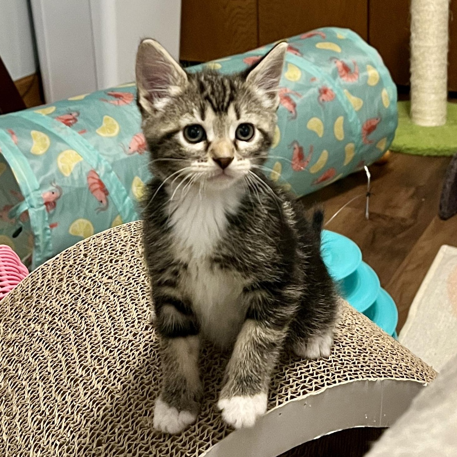 Franny, an adopted Domestic Short Hair in Jamestown, ND image 1/2