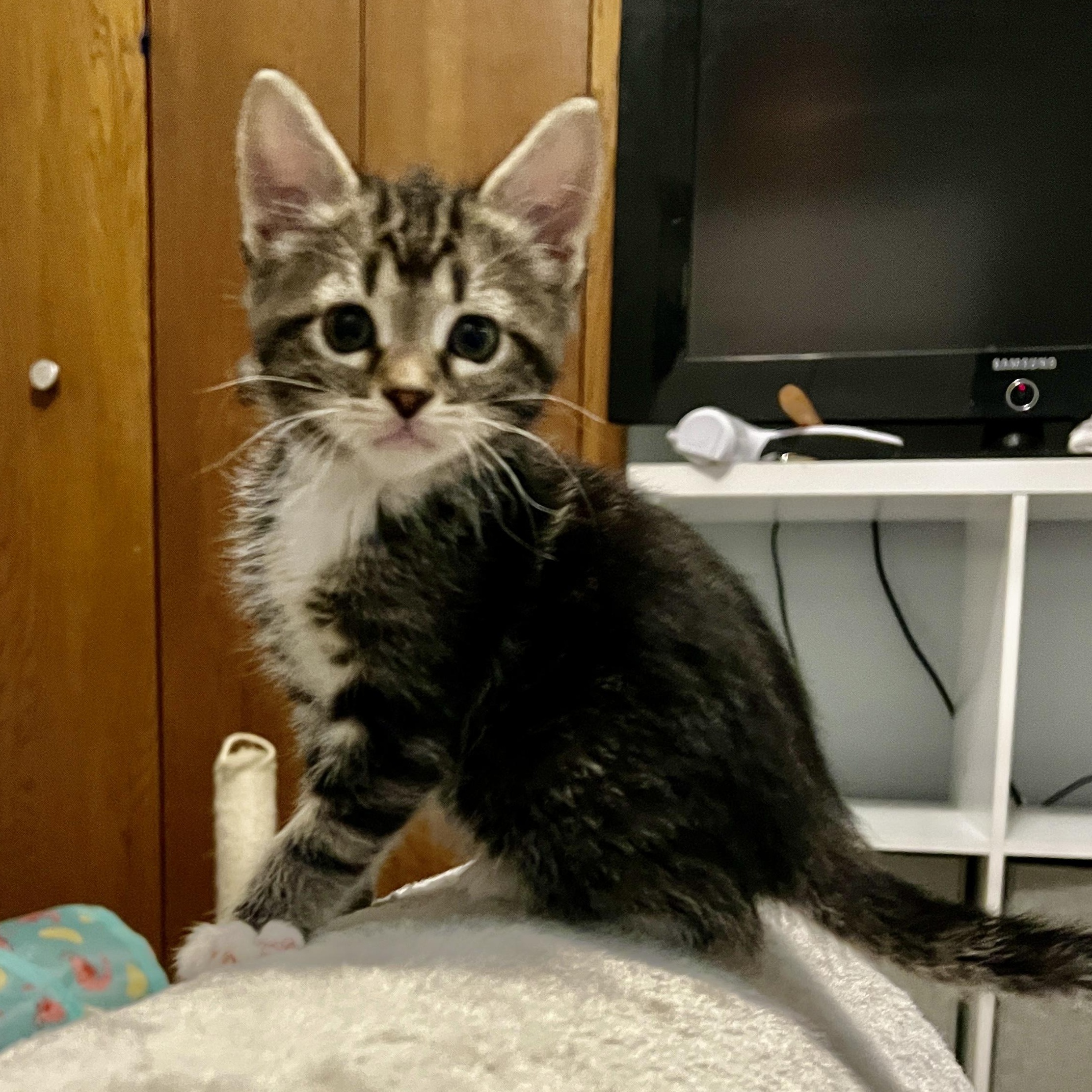 Franny, an adopted Domestic Short Hair in Jamestown, ND image 2/2