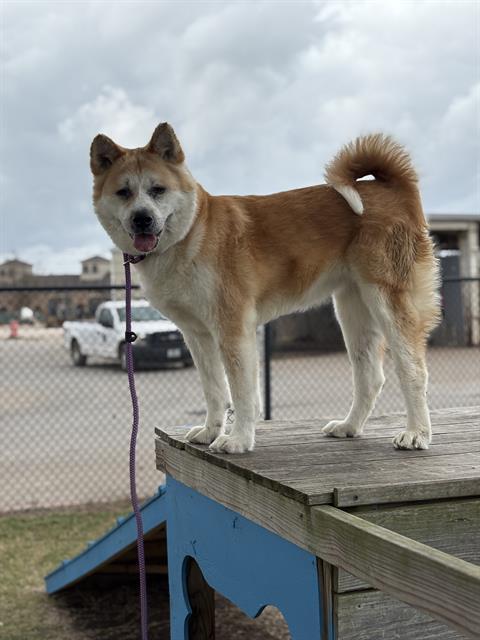 TAYLOR, Adoptable, Adult Female Akita & Mixed Breed.