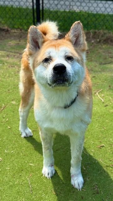 TAYLOR, Adoptable, Adult Female Akita & Mixed Breed.