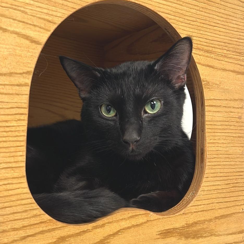 Soup - Available In Foster, Adoptable, Adult Male Domestic Short Hair.