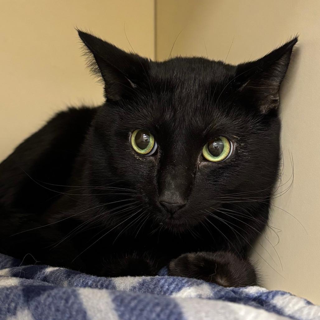 Enlarge Soup, a Adoptable Domestic Short Hair in Naperville, IL image 1/1