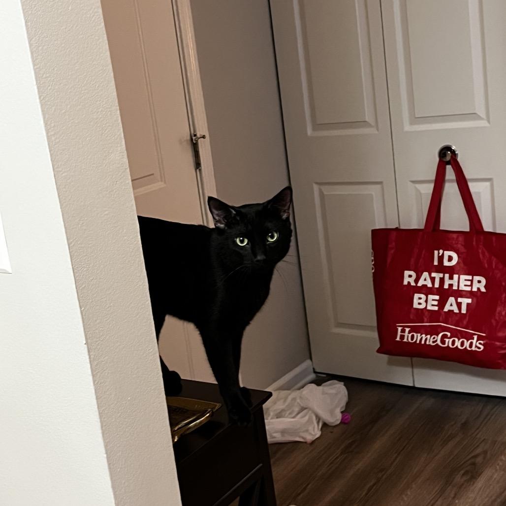 Enlarge Soup - Available In Foster, a Adoptable Domestic Short Hair in Naperville, IL image 2/5