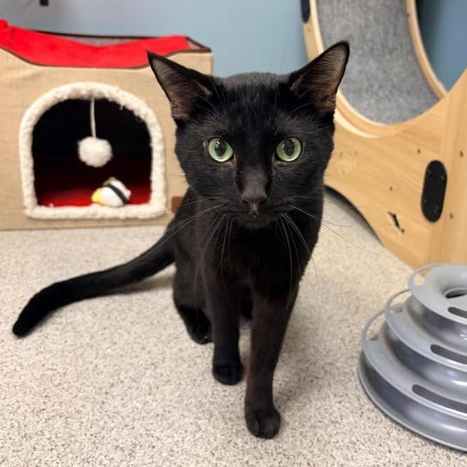 Enlarge Soup - Available In Foster, a Adoptable Domestic Short Hair in Naperville, IL image 3/5