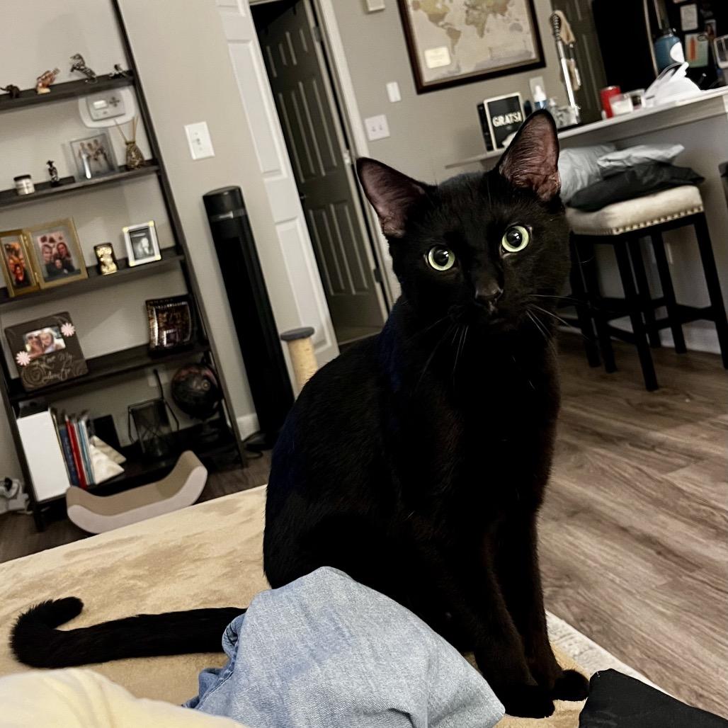 Enlarge Soup - Available In Foster, a Adoptable Domestic Short Hair in Naperville, IL image 5/5