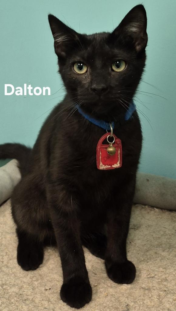 Enlarge Dalton, a Adoptable mixed breed in Kendallville, IN image 1/2